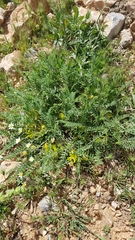 Astragalus pinetorum