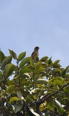 Chloris sinica