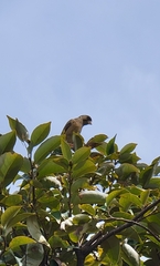 Chloris sinica