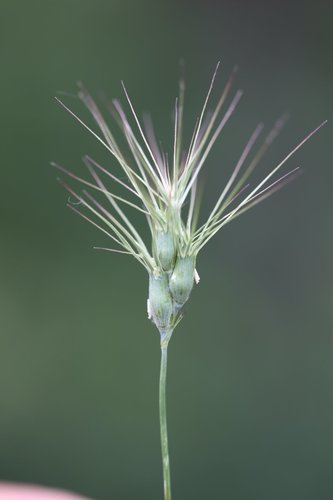 Representative image of Aegilops geniculata