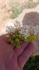 Peltaria angustifolia