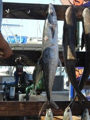 Scomberomorus cavalla