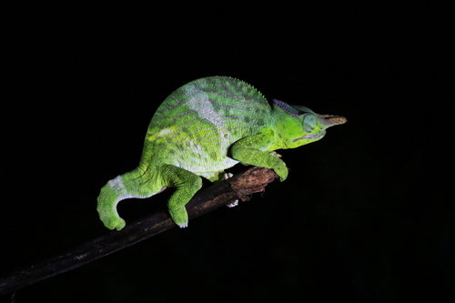 Matschie’s Two-horned Chamaeleon - Photo (c) clyde_joelle, some rights reserved (CC BY-NC), uploaded by clyde_joelle