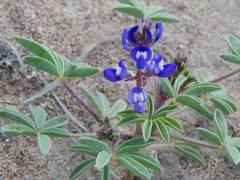 Lupinus pusillus intermontanus