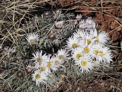 Townsendia hookeri