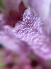 Palicourea lasiantha