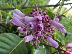 Palicourea lasiantha
