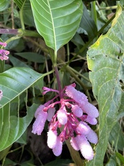 Palicourea lasiantha