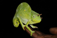 Trioceros deremensis