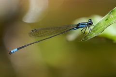 Acanthagrion trilobatum