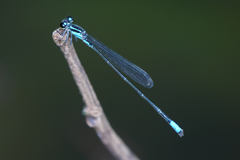 Acanthagrion trilobatum