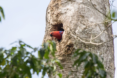 Eclectus roratus