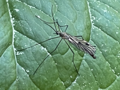 Cramptonomyia spenceri