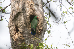 Eclectus roratus