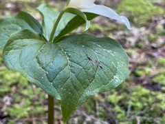 Cramptonomyia spenceri