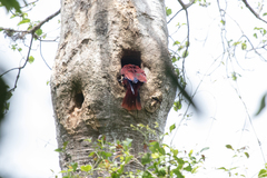 Eclectus roratus
