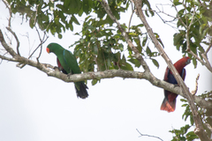 Eclectus roratus