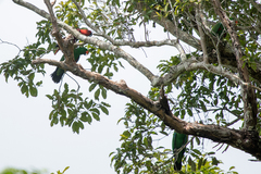 Eclectus roratus