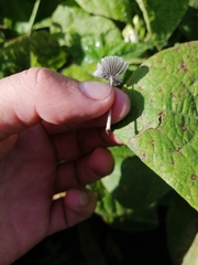 Coprinellus curtoides