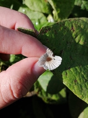 Coprinellus curtoides