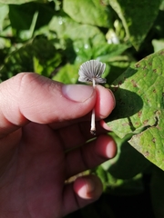 Coprinellus curtoides