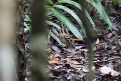 Drymodes superciliaris