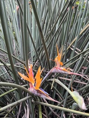 Strelitzia juncea