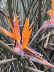 Strelitzia juncea