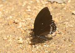 Papilio castor