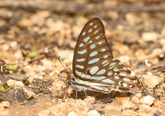 Graphium arycles