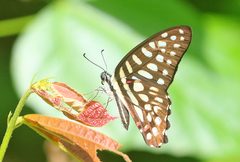 Graphium arycles