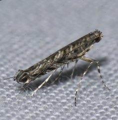 Neurobathra strigifinitella