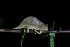 Rieppeleon brevicaudatus