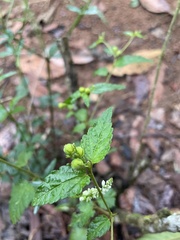 Polygala asperuloides