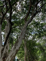 Libidibia ferrea leiostachya