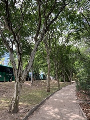 Libidibia ferrea leiostachya