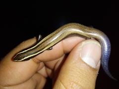 Plestiodon brevirostris