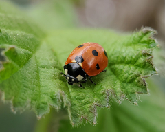 Coccinella septempunctata