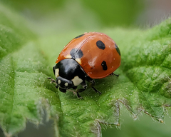 Coccinella septempunctata