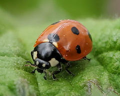 Coccinella septempunctata