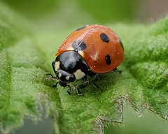 Coccinella septempunctata