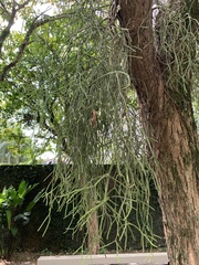 Rhipsalis baccifera