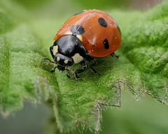 Coccinella septempunctata