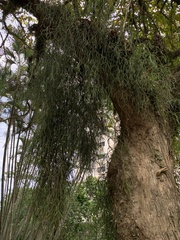 Rhipsalis baccifera