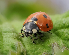 Coccinella septempunctata