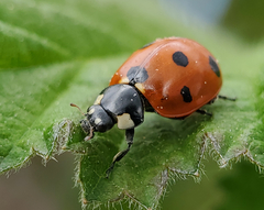 Coccinella septempunctata