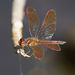 Slough Amberwing - Photo (c) Cameron Eckert, some rights reserved (CC BY-NC), uploaded by Cameron Eckert