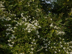 Clematis heynei