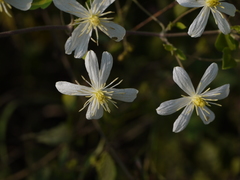 Clematis heynei