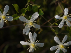 Clematis heynei